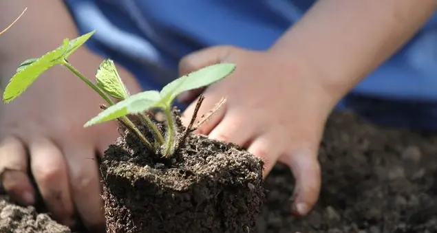 Tutela dell'ambiente, biodiversità, difesa degli animali: la Costituzione diventa \"green\"