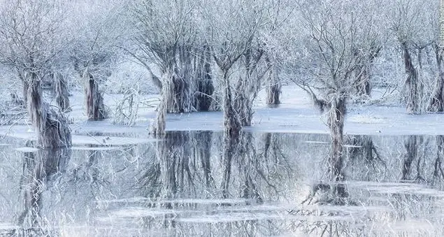 La foto naturalistica più bella del mondo è di un italiano