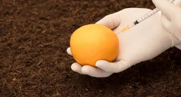 Alimenti transgenici ed etica, quali sono i fattori in gioco?