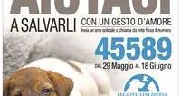 Aiutaci a salvarli con un gesto d'amore: l'iniziativa contro il randagismo