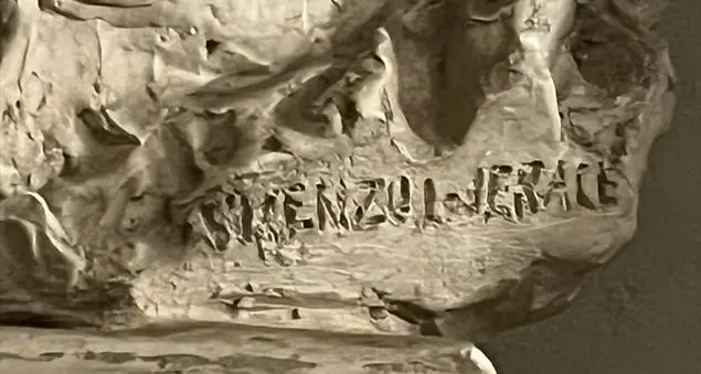 Maria Cristina di Savoia: trovato un busto in gesso a Santa Maria sopra Minerva