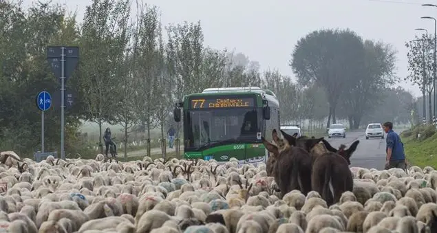 Il passaggio delle pecore a Milano diventa uno spettacolo en plein air