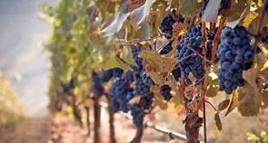 Le parole di una persona aiutano a capire ciò che si porta davvero nel cuore