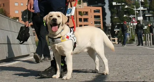 Aiuta un non vedente ad avere un cane guida