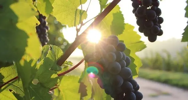 I vignaioli artigiani hanno la loro Guida