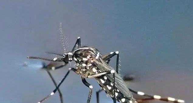 Dengue? Niente panico. Gloria Taliani: «Il freddo spegnerà il focolaio»