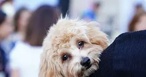 Gli animali nel disegno della creazione divina