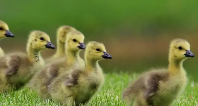 «La nonna che non accettava mio fratello adottato: il perdono è possibile?»
