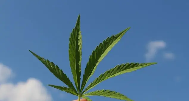 «Come capire se mio figlio fa uso di cannabis?»