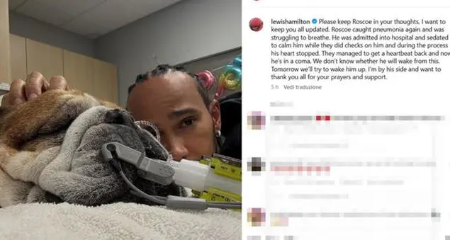 Cosa ci insegna l'esperienza dolorosa di Lewis Hamilton nel dire addio al cane