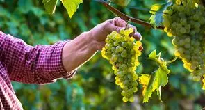 Dio attende i nostri frutti