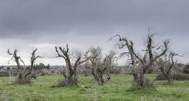 Xylella, il pm: «Non posso indagare sul convegno di Bari perché c'è l'immunità totale»