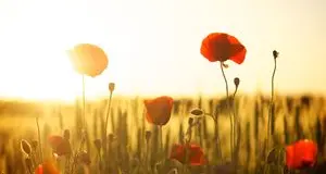 Quando si smette di scappare si smette anche di aver paura