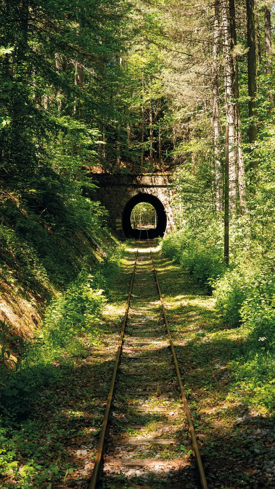 L'uscita da una galleria nel bellissimo bosco attraversato dal convoglio.
