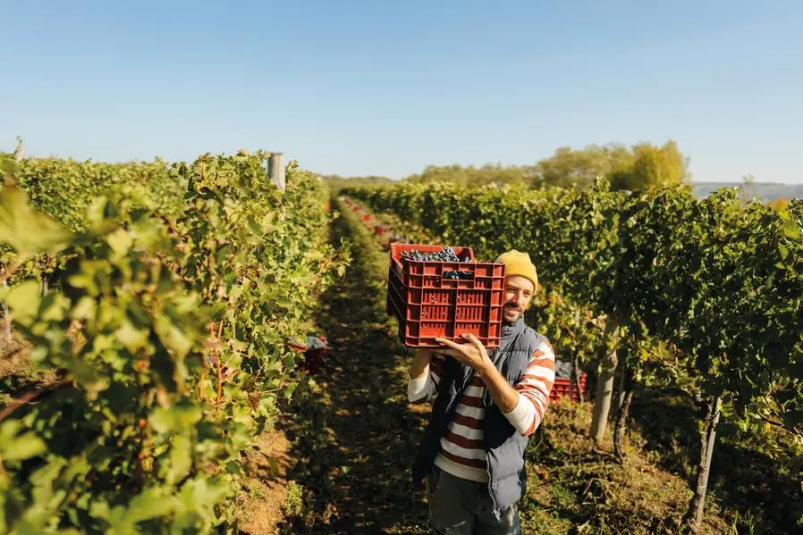 Un operaio al lavoro nella vigna (Istock)