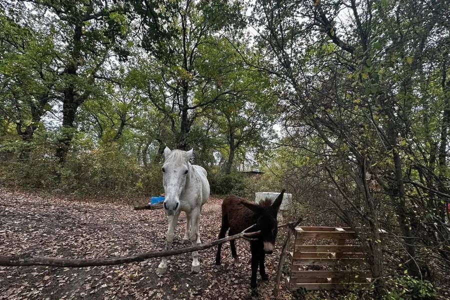 Il cavallo e l'asino della famiglia Trevaillon