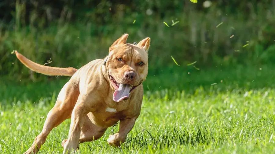 Ischia, pitbull aggredisce la padrona: amputata una gamba. Cosa dice la legge e quali sono i rischi