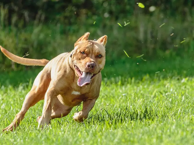Ischia, pitbull aggredisce la padrona: amputata una gamba. Cosa dice la legge e quali sono i rischi