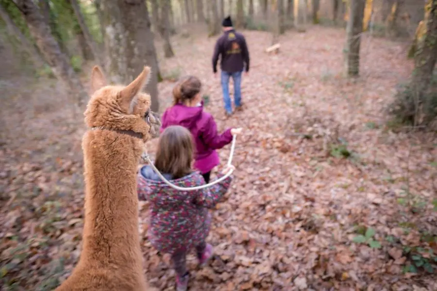 Alcuni bambini nei boschi attorno al convento guidano gli alpaca della fattoria didattica