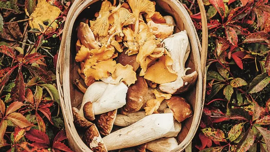 Raccolta funghi: le precauzioni del ministero della Salute
