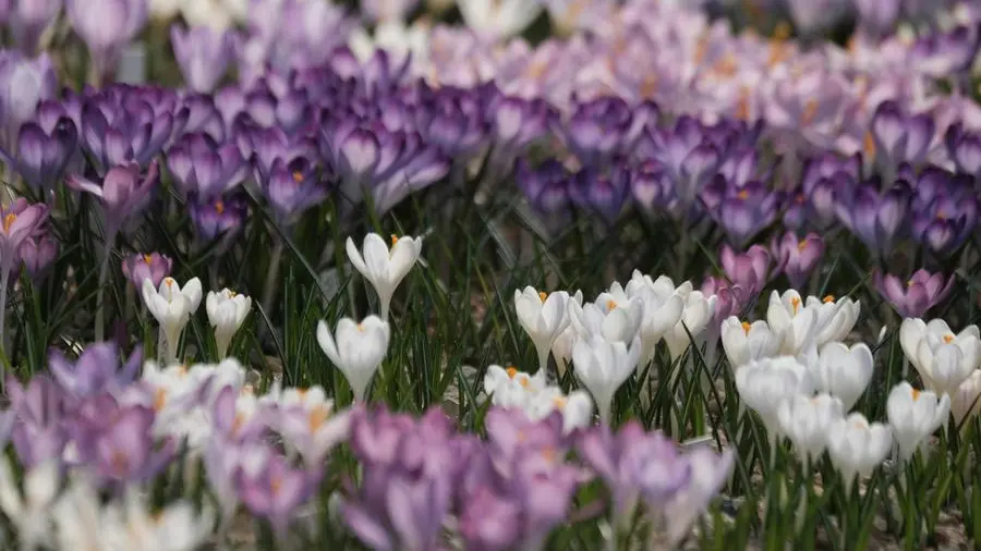 Il pianeta brucia, noi guardiamo altrove: la Pasqua come ultima chiamata