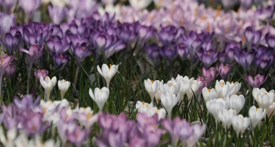 Il pianeta brucia, noi guardiamo altrove: la Pasqua come ultima chiamata