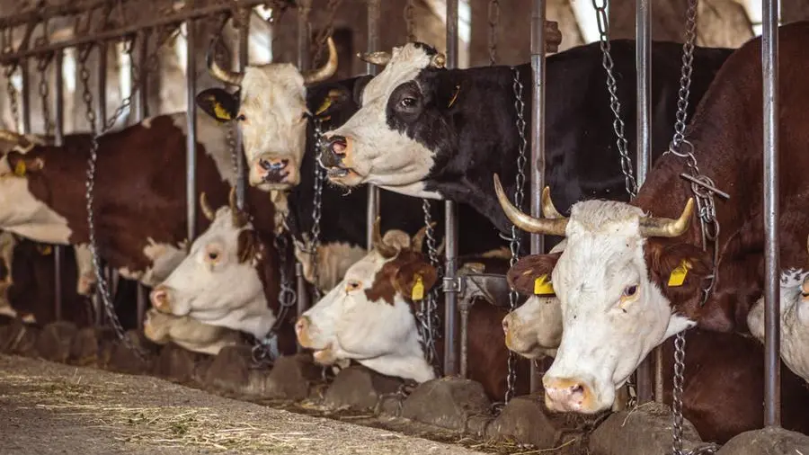 Pianura Padana avvelenata: la morsa degli allevamenti intensivi sull'aria del Nord Italia
