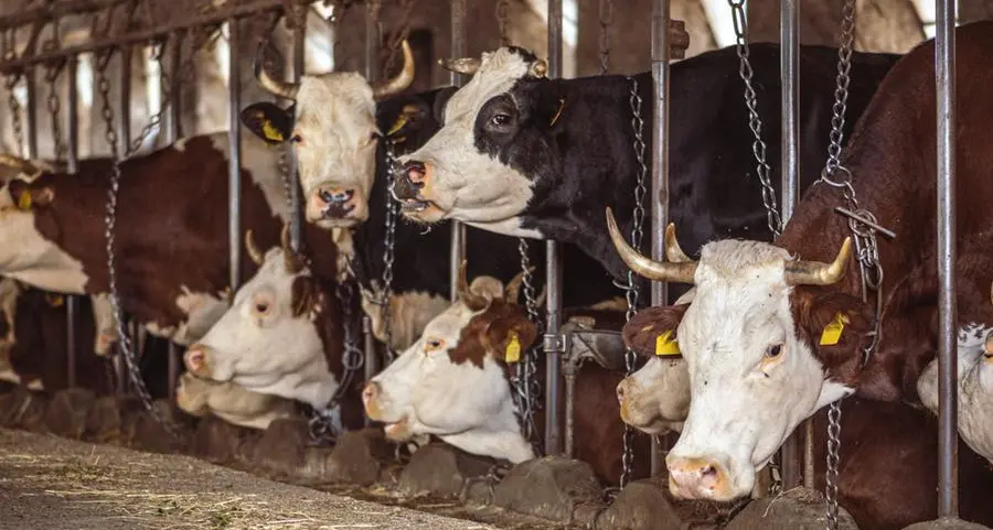 Pianura Padana avvelenata: la morsa degli allevamenti intensivi sull'aria del Nord Italia
