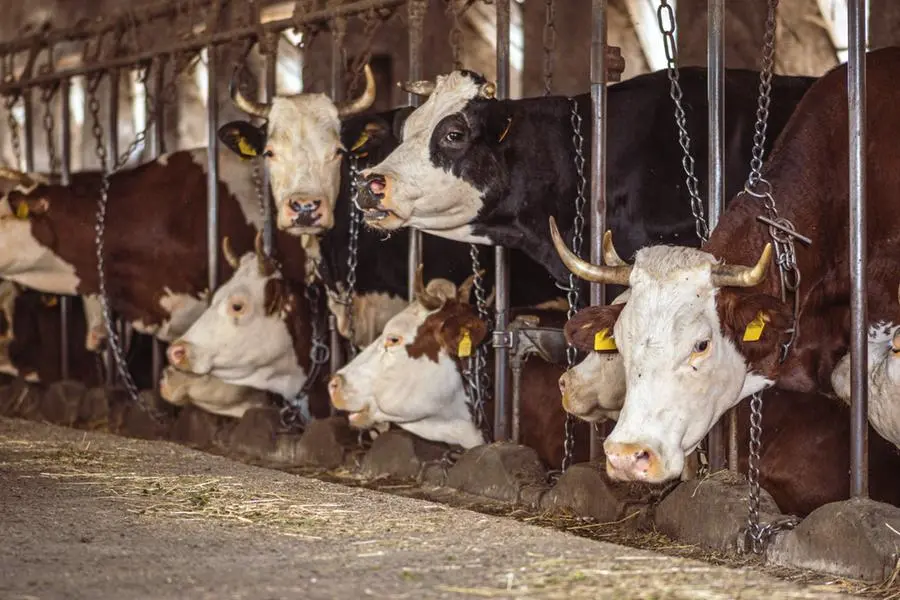Gli allevamenti intensivi di bovini sono i principali responsabili dietro le emissioni di Gas Serra ed Ammoniaca nella Pianura Padana , iStock