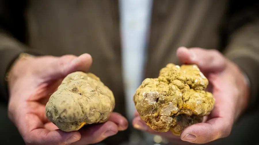 Il tartufo, storia, forme e cani. Da Alba parlano gli esperti