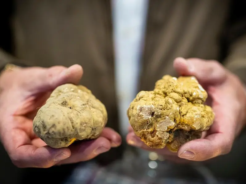 Il tartufo, storia, forme e cani. Da Alba parlano gli esperti