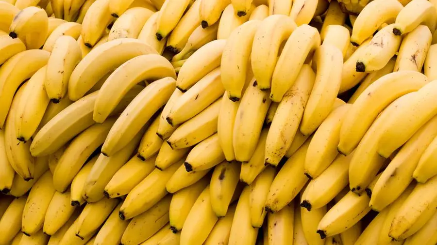 La storia della frase \"Repubblica delle banane\": chi l'ha inventata e dove è stata usata in libri e film
