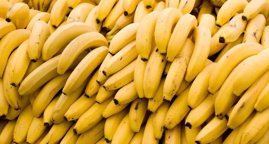 La storia della frase \"Repubblica delle banane\": chi l'ha inventata e dove è stata usata in libri e film