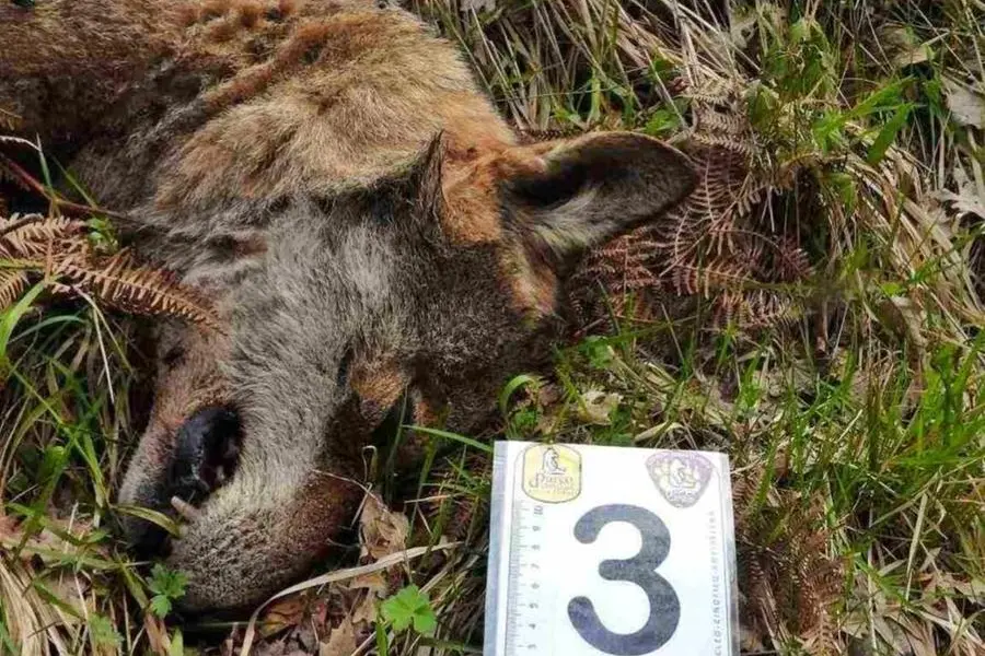 Uno dei lupi avvelenati in una foto del WWF Abruzzo.