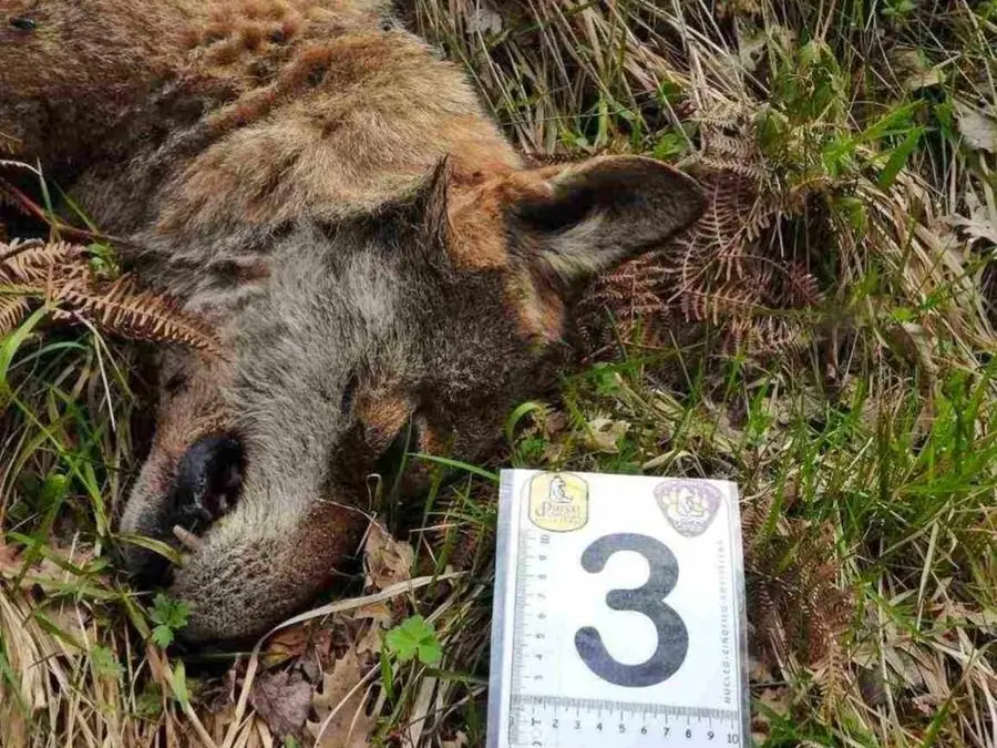 La strage silenziosa dei lupi dell’Appennino: allarme per l’ecosistema e la biodiversità