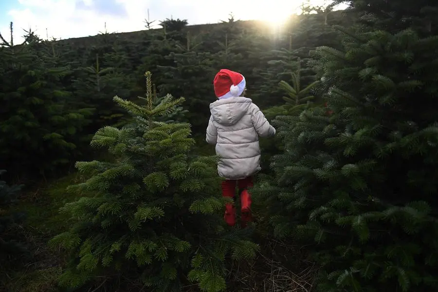 Sebastian Barry, aged 4, runs through a forest of Christmas trees before his family choose which one to buy at Wicklow Way Christmas tree farm in Roundwood, Ireland, December 9, 2018. REUTERS/Clodagh Kilcoyne