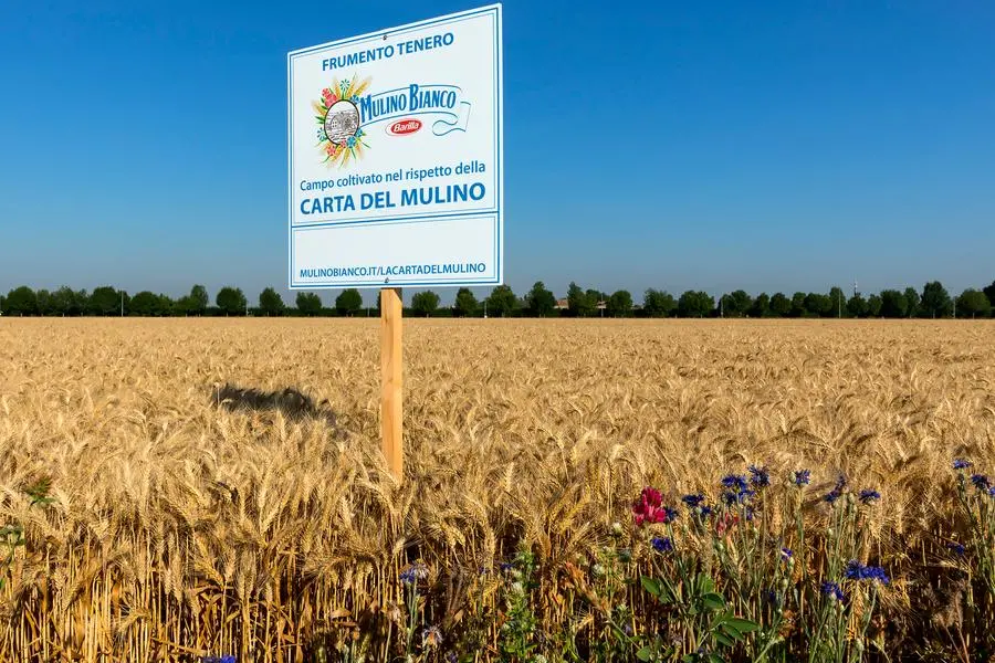 Il programma di Barilla \\u201CCarta del Mulino\\u201D coinvolge quasi 2000 agricoltori di grano tenero, , GIAMPAOLO RICO\\'