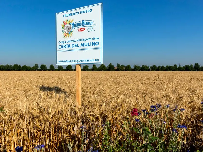 Dall’agricoltura rigenerativa al risparmio energetico: l’impegno di Barilla per la sostenibilità