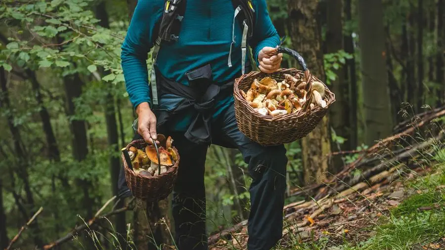 Andar per funghi, i consigli del micologo e del Cai
