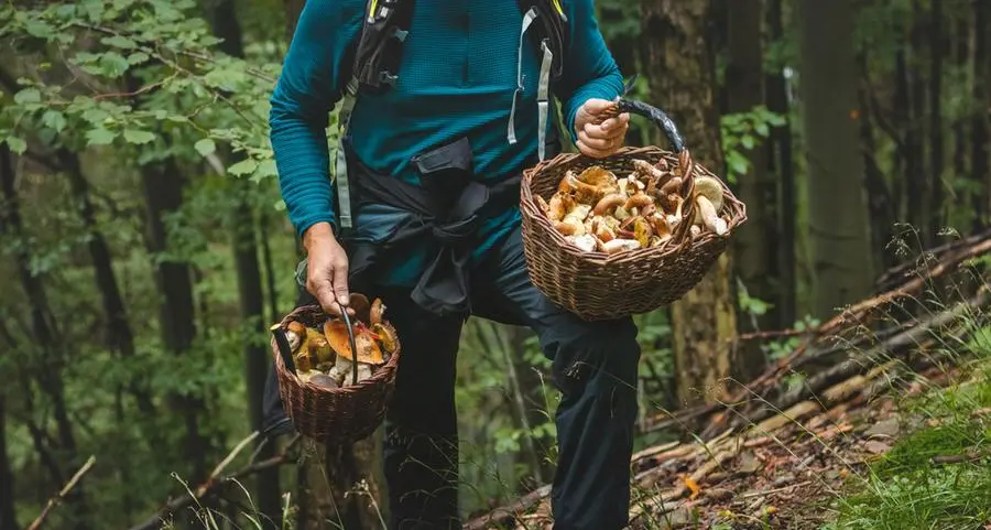 Andar per funghi, i consigli del micologo e del Cai