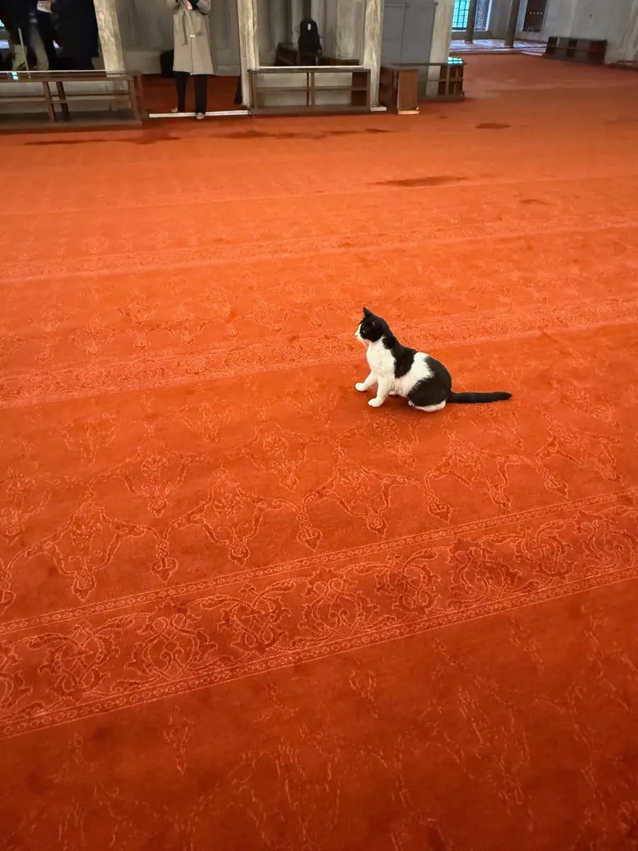 One of the cats present in the mosque during the Pope's visit