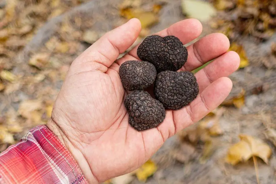 Un tartufo nero, diffuso soprattutto in Umbria e nelle Marche.