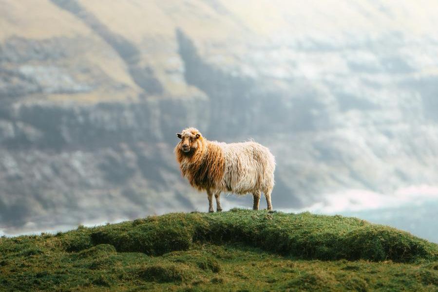 The Shepherd’s madness of love – December 9, 2025 The Shepherd’s madness of love – December 9, 2025