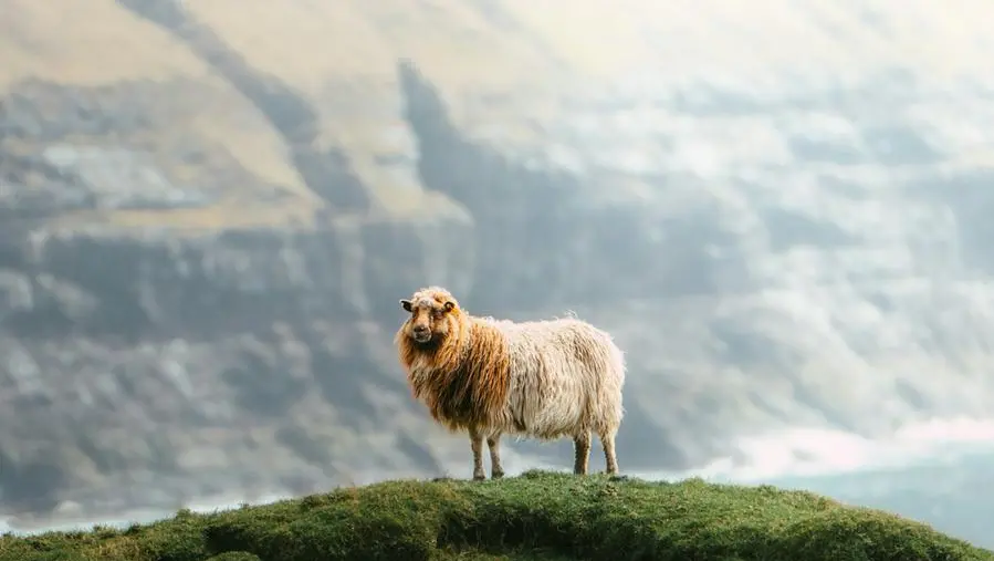 La follia d’amore del Pastore