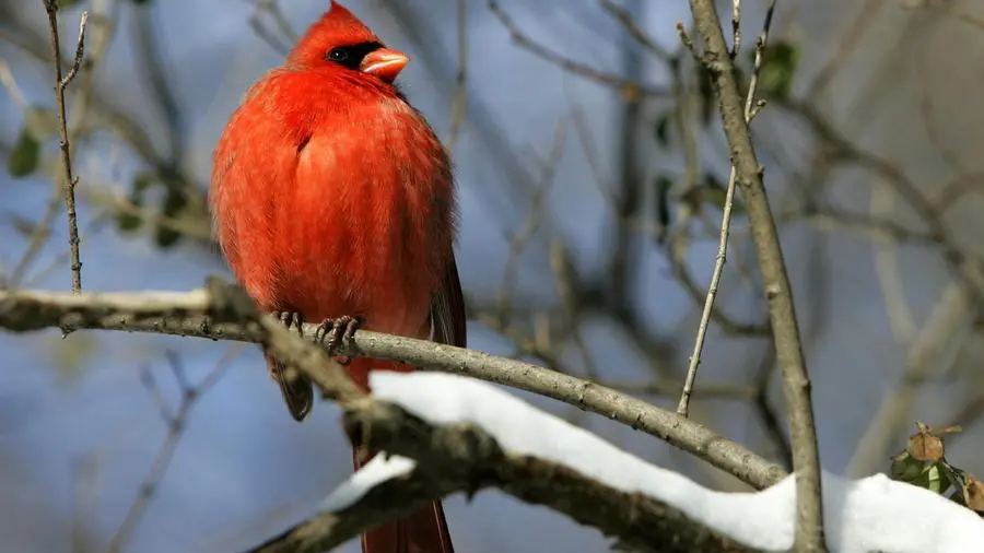 Giorni della merla e Candelora: il significato, le origini, le tradizioni