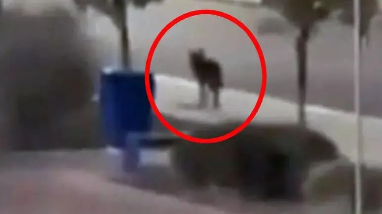 Tre bambini aggrediti in dieci giorni nel barese dai lupi. Dobbiamo avere paura?