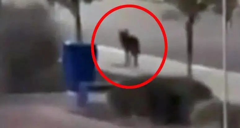 Tre bambini aggrediti in dieci giorni nel barese dai lupi. Dobbiamo avere paura?