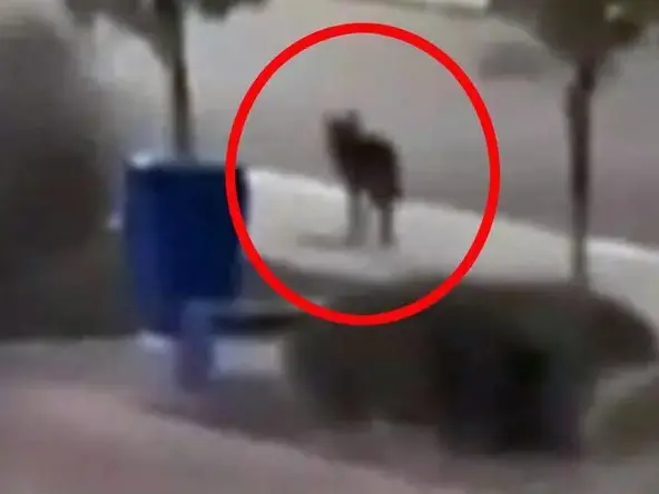 Tre bambini aggrediti in dieci giorni nel barese dai lupi. Dobbiamo avere paura?