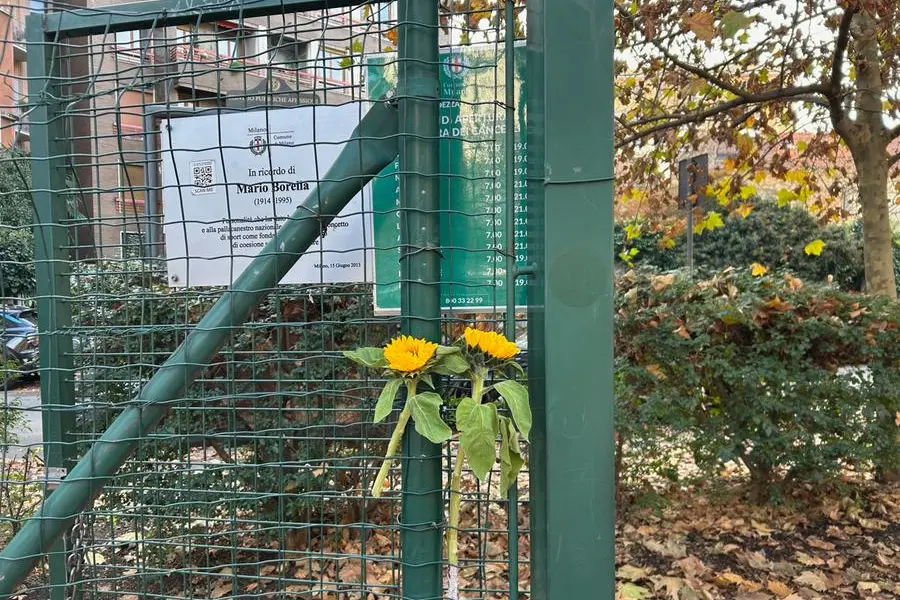 Il girasole che ricorda Alessandro in via Dezza a Milano.