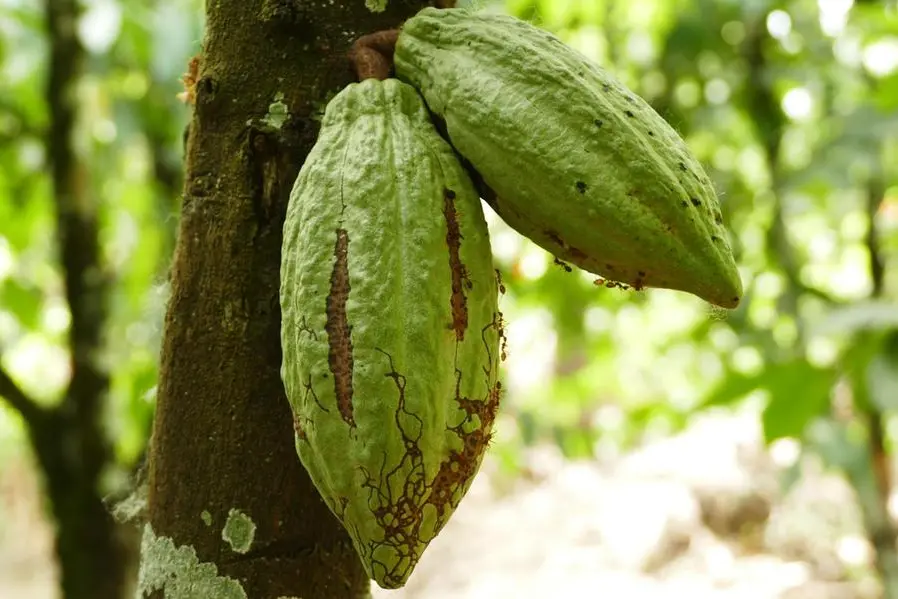 La cabossa, da cui si estrae il cacao
